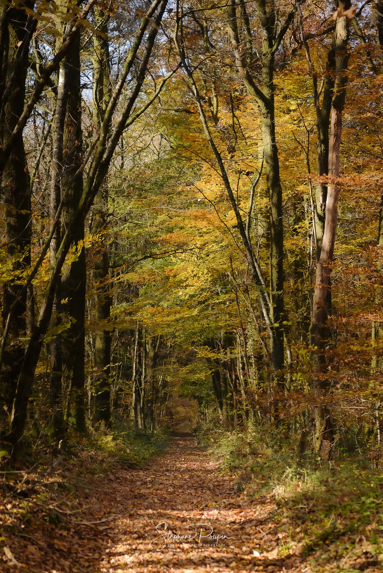 Sous-bois